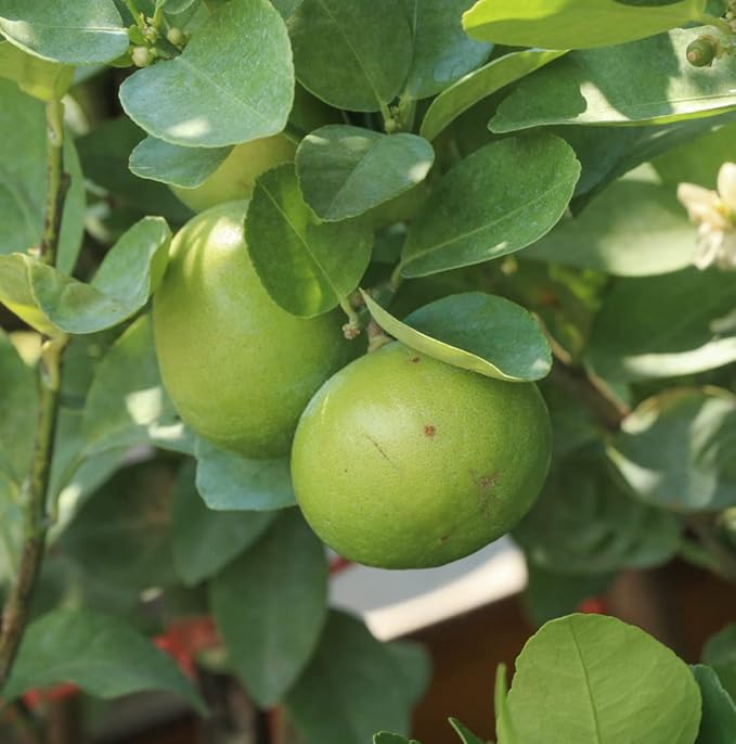 Lime Essential Oil - Direct from Citrusmade in Sicily- Pure Essential Oils for Diffusers and Aromatherapy in The Mediterranean - 100% Pure Therapeutic Grade (25LBS)