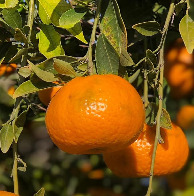 Orange Essential Oil - Direct from Citrusmade in Sicily- Pure Essential Oils for Diffusers and Aromatherapy - 100% Pure Therapeutic Grade (25LBS)