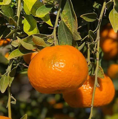 Orange Essential Oil - Direct from Citrusmade in Sicily- Pure Essential Oils for Diffusers and Aromatherapy - 100% Pure Therapeutic Grade (25LBS)