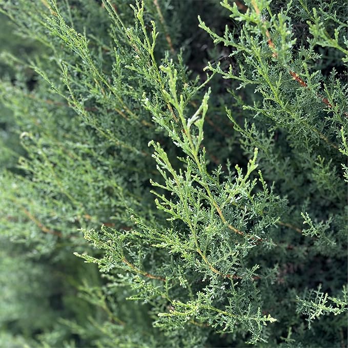 Cypress Essential Oil (15ml) - Direct from Essential Oils SL in Spain - Pure Essential Oil for Diffusers and Aromatherapy | 100% Pure Therapeutic Grade