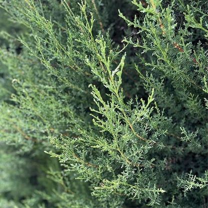 Cypress Essential Oil (15ml) - Direct from Essential Oils SL in Spain - Pure Essential Oil for Diffusers and Aromatherapy | 100% Pure Therapeutic Grade